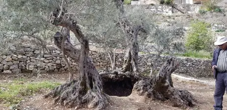 Archival research photograph of tree BCH04 in the 2018 sampling record