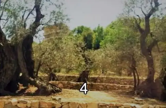 Wide archival view of Bchaaleh ancient olive trees behind dry-stone terraces
