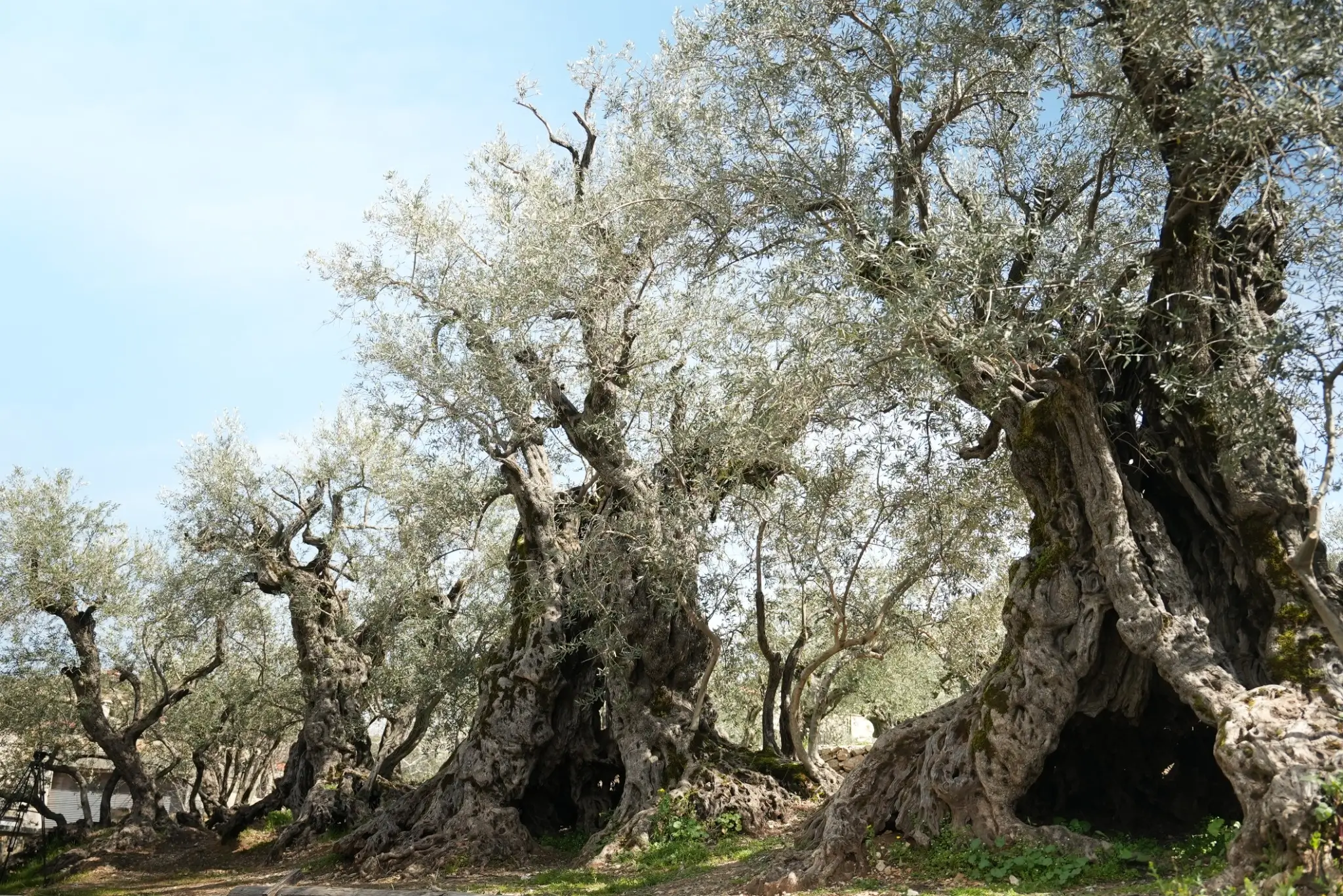 Ancient monumental olive trees growing close together in Bchaaleh